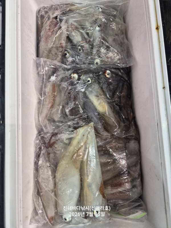 신아라호 한치 칼치 오징어_사진_20260705_10.jpg
