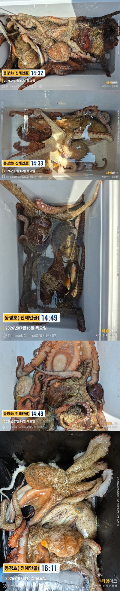 돌문어 26-7-16-4.jpg