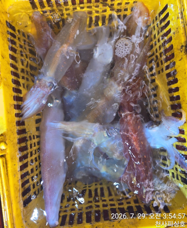 1004피싱_사진_20260729_6.jpg