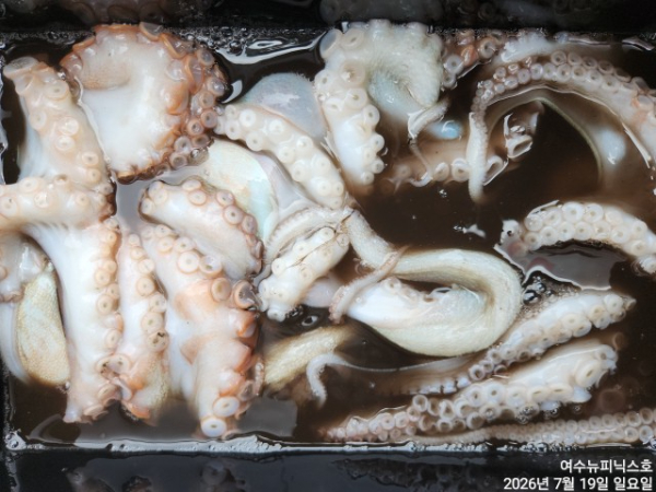 7월19일문어 (4).jpg