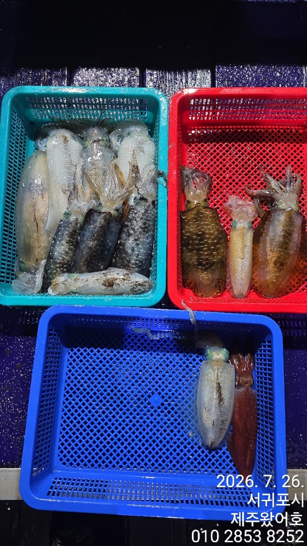 제주왔어호_사진_20260727_1.jpg