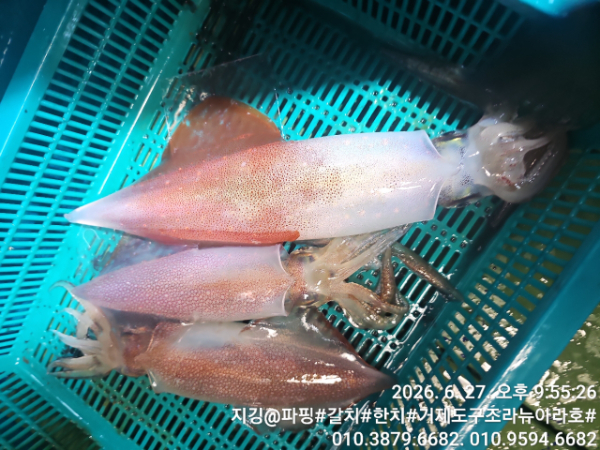 거제도 구조라  뉴아라호 (지깅, 파핑,한치,갈치,타이바라 전문)_사진_20260629_5.jpg