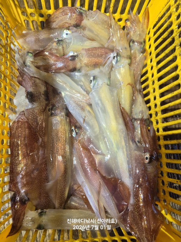 신아라호 한치 칼치 오징어_사진_20260701_17.jpg