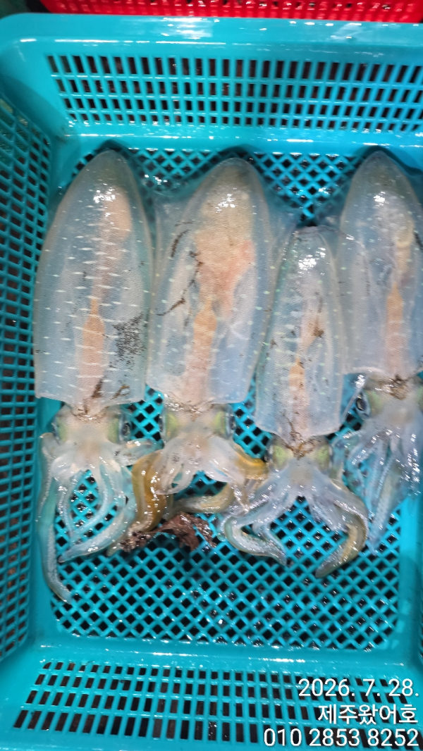 제주왔어호_사진_20260728_7.jpg