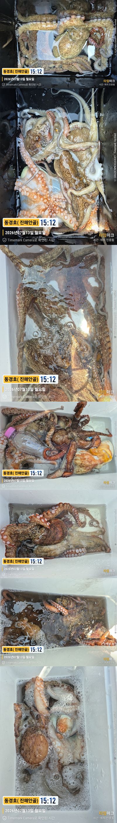 돌문어 26-7-13-4.jpg