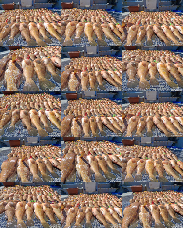 TimePhoto_20260725_143842-tile.jpg