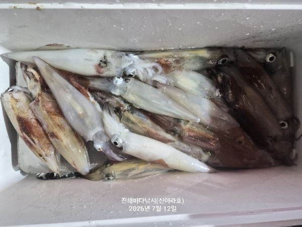 신아라호 한치 칼치 오징어_사진_20260712_10.jpg