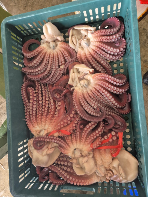 공현진낚시마트(돌핀호)_사진_20260816_8.jpeg
