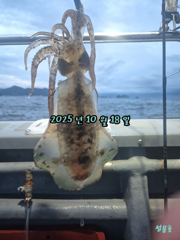 27170.jpg
