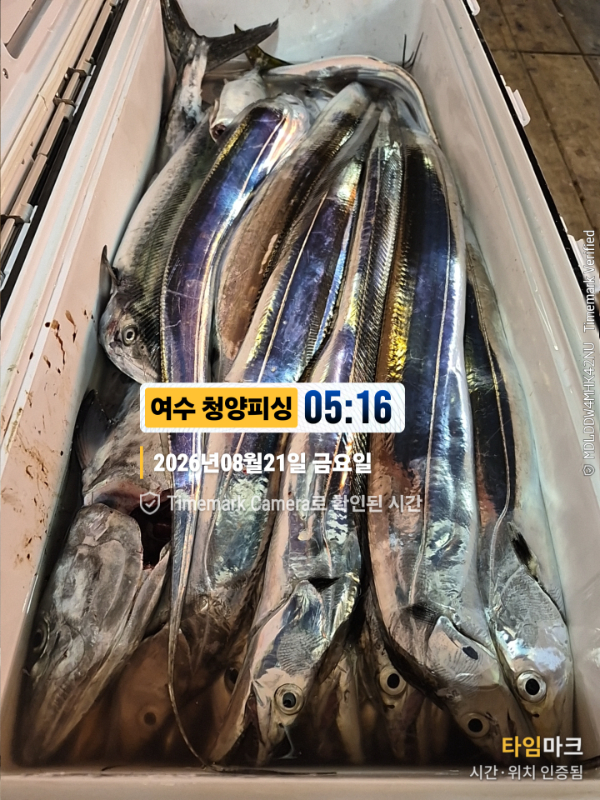 2026-08-21 05.16.43__(제목-여수 청양피싱).jpg