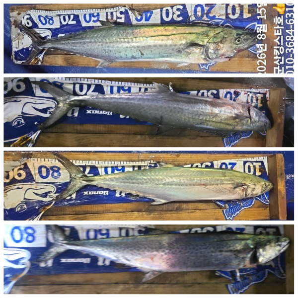 PhotoCollage_1786740965273.jpg