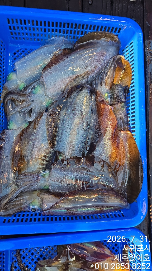 제주왔어호_사진_20260731_2.jpg