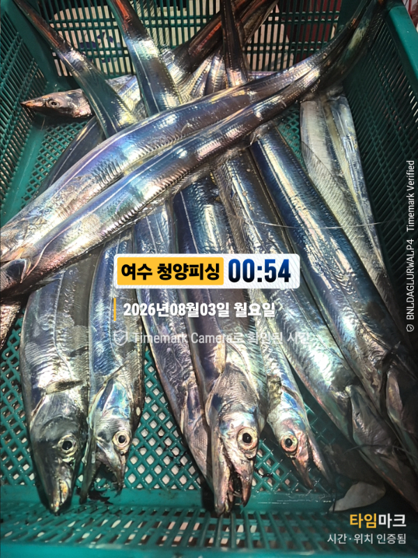 2026-08-03 00.54.48__(제목-여수 청양피싱).jpg