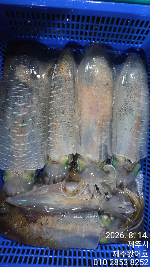 제주왔어호_사진_20260814_3.jpg