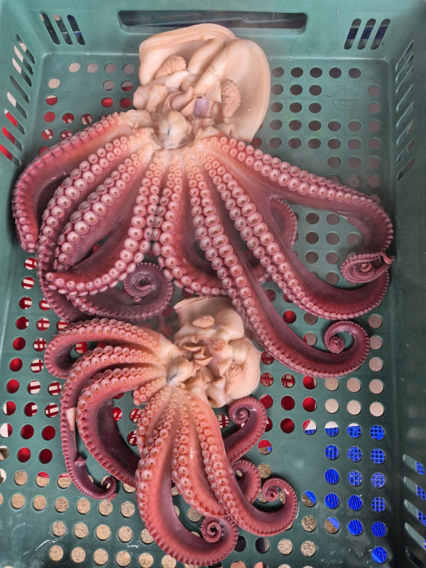 공현진낚시마트(돌핀호)_사진_20260822_13.jpg