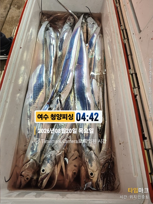 2026-08-20 04.42.33__(제목-여수 청양피싱).jpg