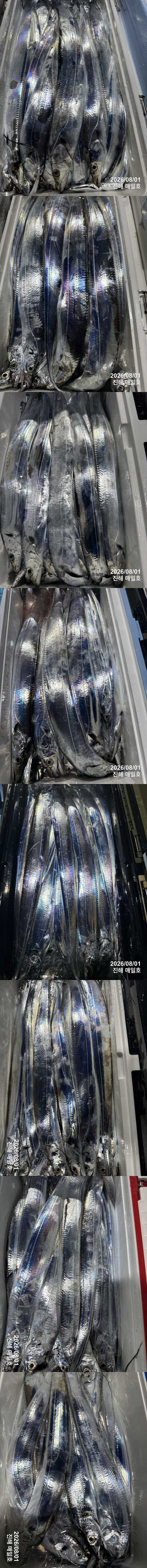 갈치2.jpg