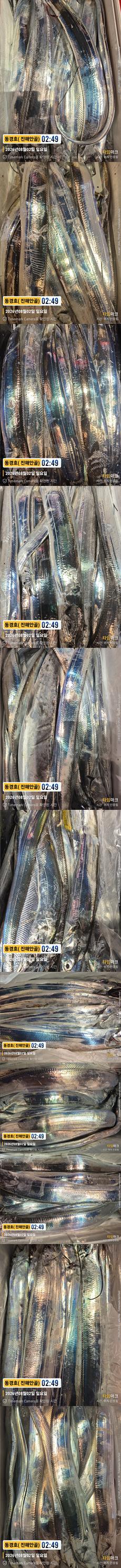 준내만갈치 26-8-1-4.jpg