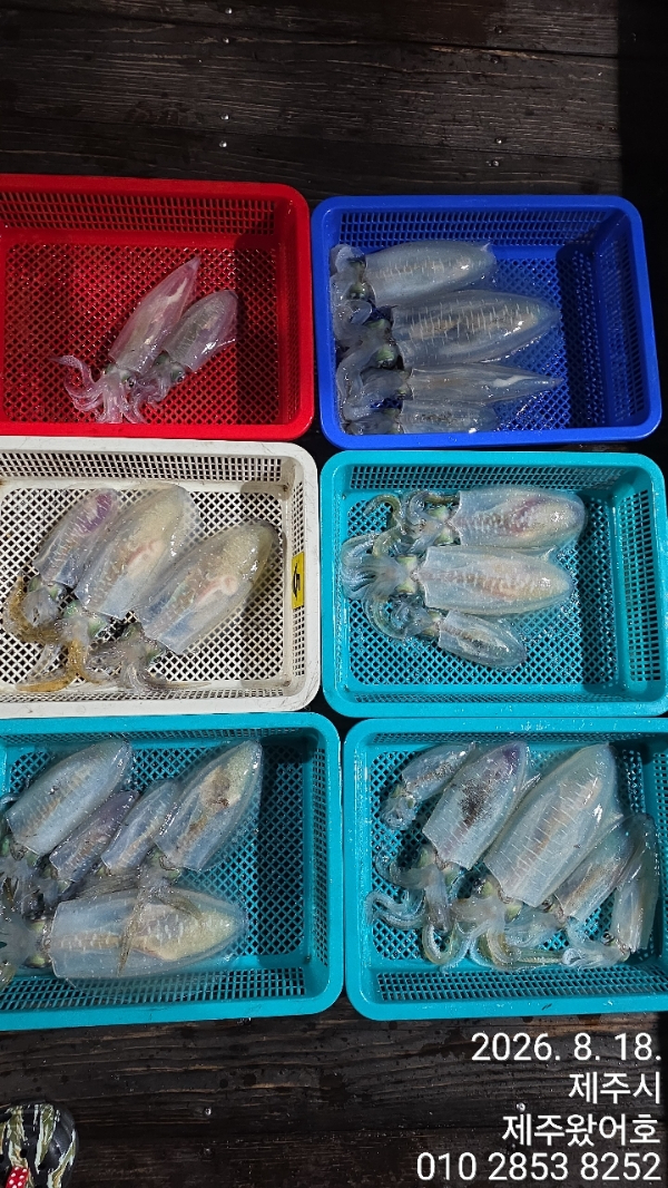 제주왔어호_사진_20260820_1.jpg
