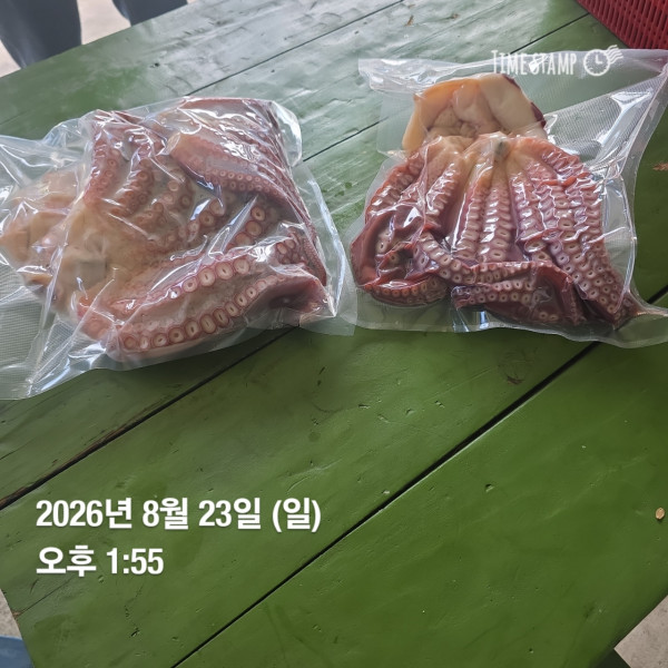 공현진낚시마트(돌핀호)_사진_20260823_7.jpg