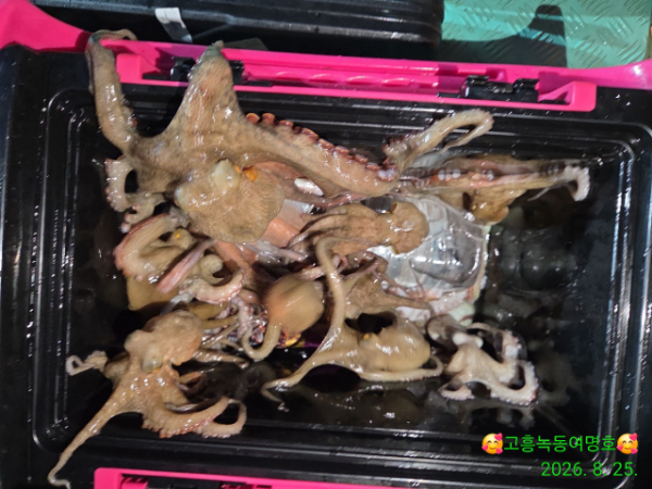 쎄븐피싱클럽(선상 버스출조전문)_사진_20260826_8.jpg