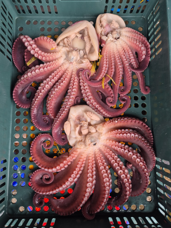 공현진낚시마트(돌핀호)_사진_20260822_15.jpg