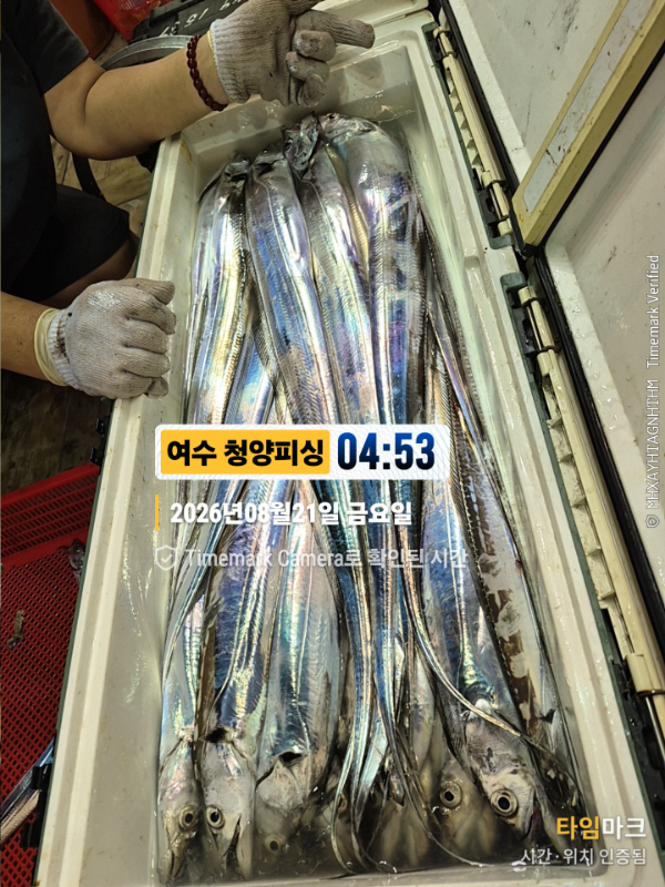 2026-08-21 04.53.46__(제목-여수 청양피싱).jpg
