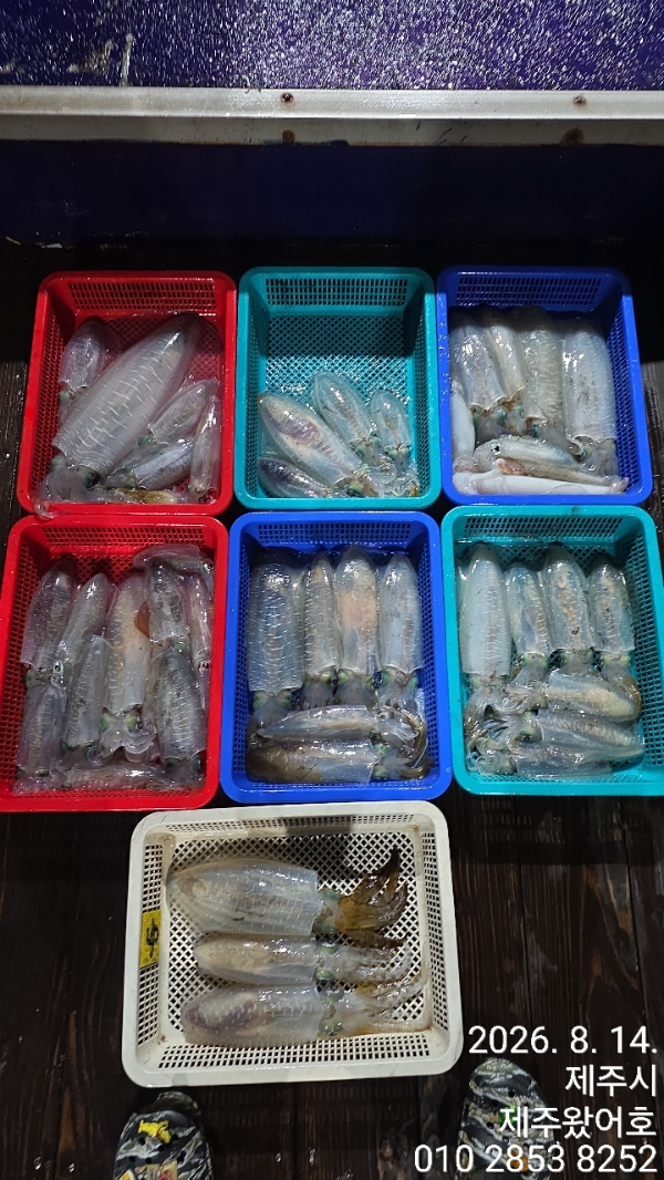 제주왔어호_사진_20260814_1.jpg
