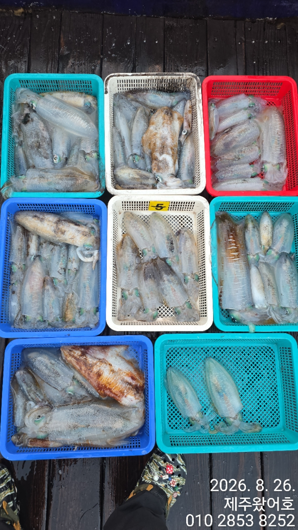 제주왔어호_사진_20260826_2.jpg