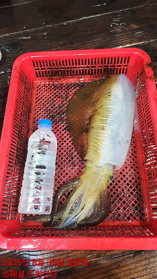 쎄븐피싱클럽(선상 버스출조전문)_사진_20260830_22.jpg