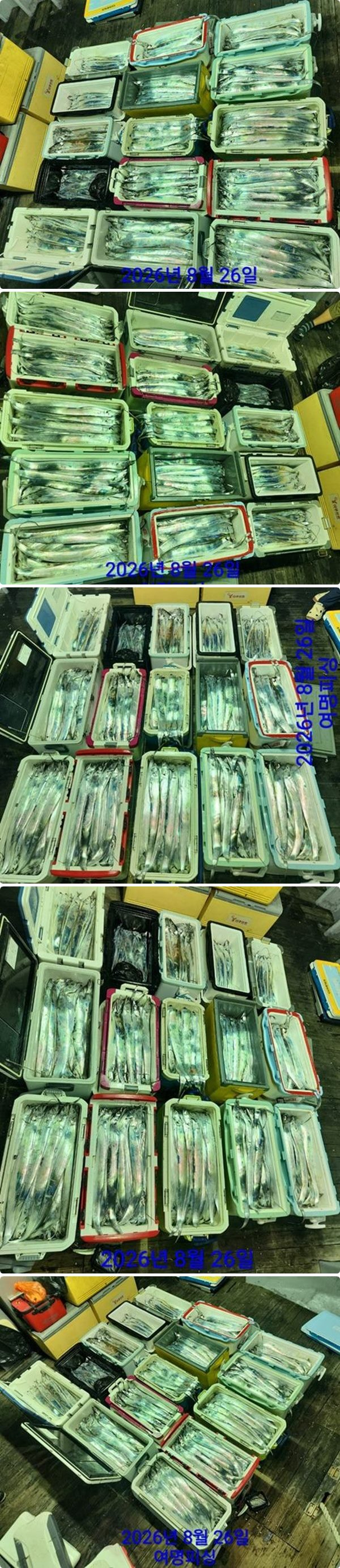26일갈치하2.jpg