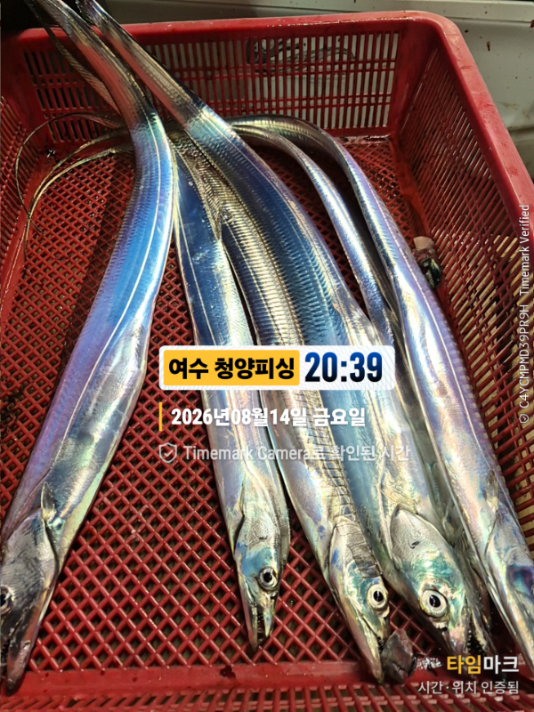 2026-08-14 20.39.28__(제목-여수 청양피싱).jpg