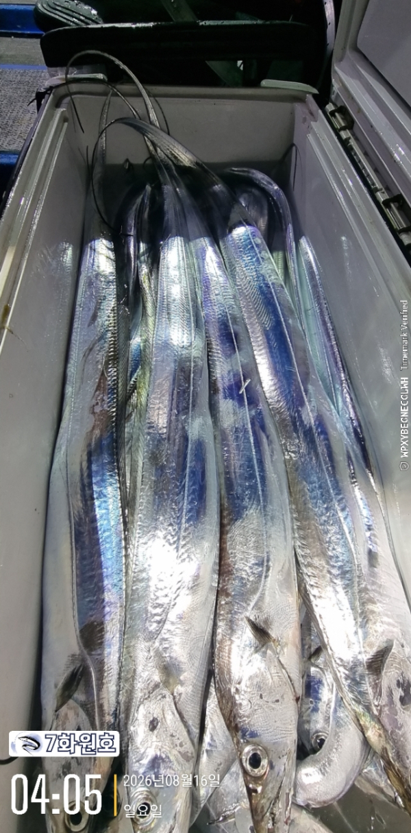 제주갈치낚시 화원호_사진_20260816_13.jpg