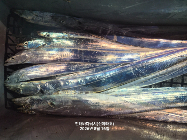 신아라호 한치 칼치 오징어_사진_20260816_6.jpg