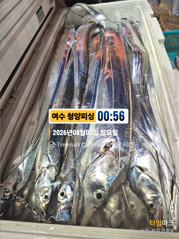 2026-08-03 00.56.52__(제목-여수 청양피싱).jpg