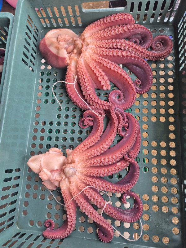 공현진낚시마트(돌핀호)_사진_20260817_18.jpeg