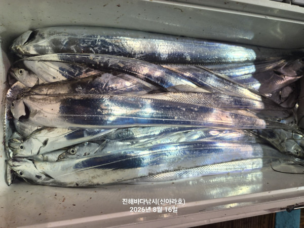 신아라호 한치 칼치 오징어_사진_20260816_8.jpg