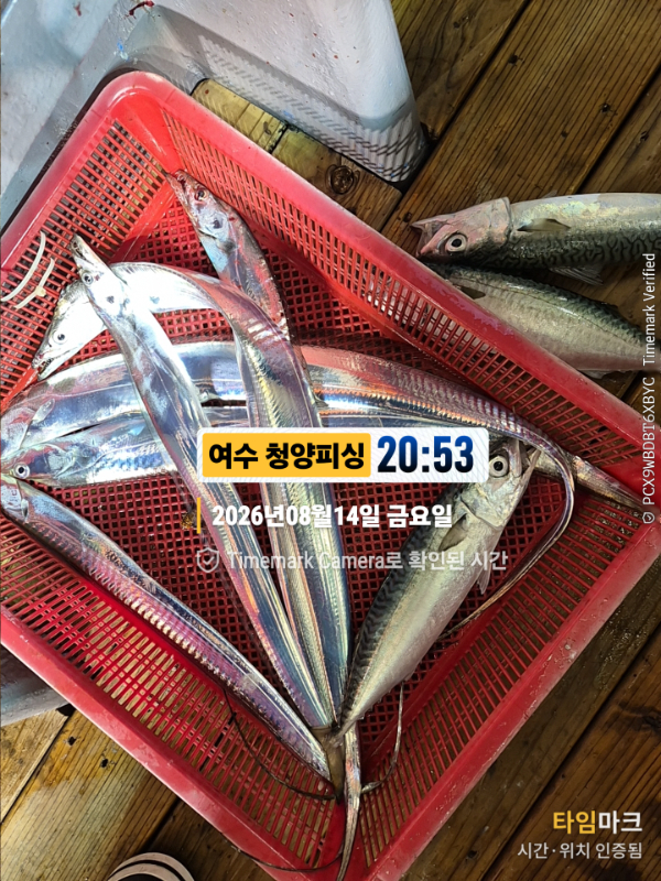 2026-08-14 20.53.54__(제목-여수 청양피싱).jpg