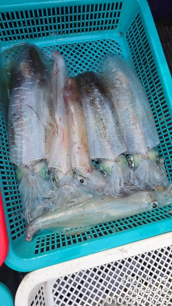 제주왔어호_사진_20260816_9.jpg