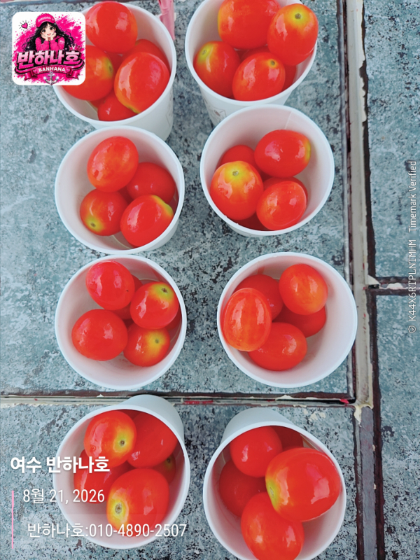 2026-08-21 12.40.31__(제목-여수 반하나호)_(반하나호-010-4890-2507).jpg