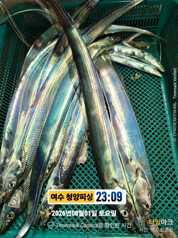 2026-08-01 23.09.40__(제목-여수 청양피싱).jpg