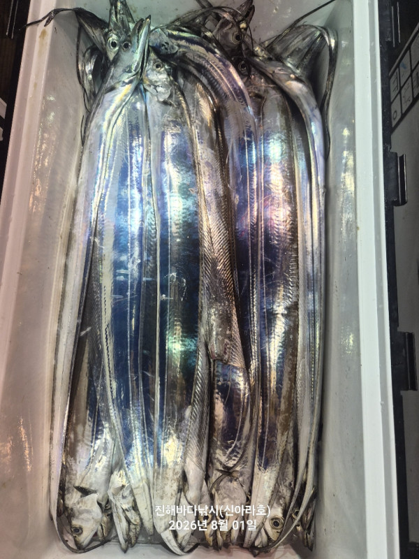 신아라호 한치 칼치 오징어_사진_20260801_11.jpg