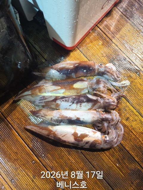 KakaoTalk_20260817_054949740.jpg