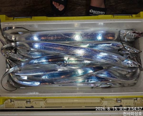 1004피싱_사진_20260815_1.jpg