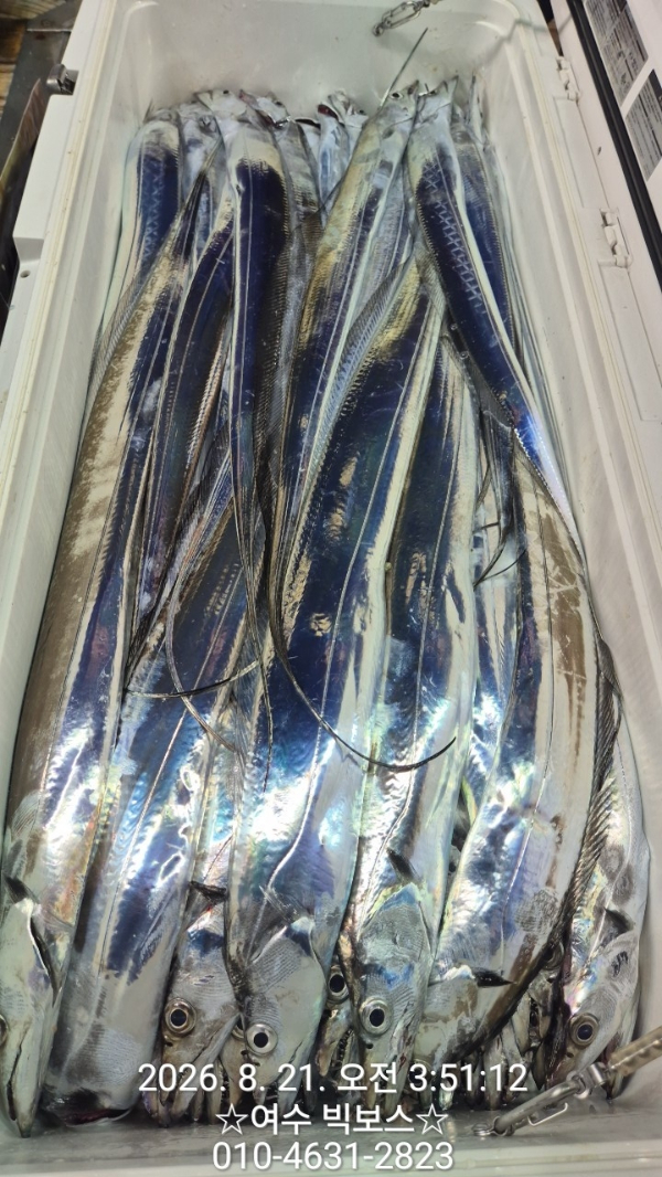♡ 여수 빅보스 ♡문어,갑오징어,쭈꾸미,타이라바(참돔)_사진_20260821_26.jpg