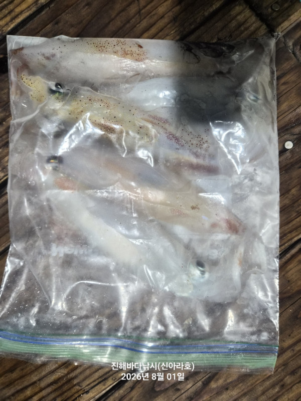 신아라호 한치 칼치 오징어_사진_20260801_20.jpg
