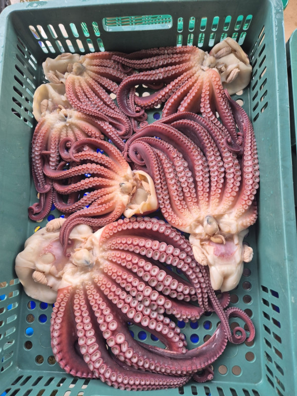 공현진낚시마트(돌핀호)_사진_20260817_13.jpeg