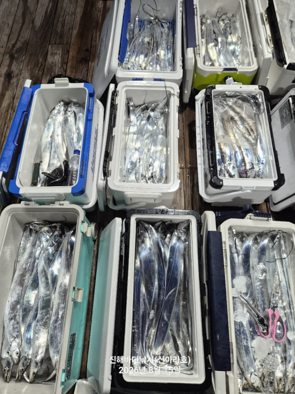 신아라호 한치 칼치 오징어_사진_20260815_6.jpg
