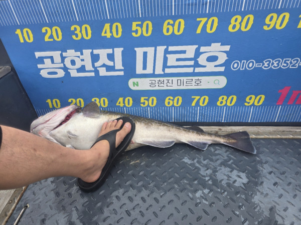 공현진낚시마트(돌핀호)_사진_20260815_10.jpg