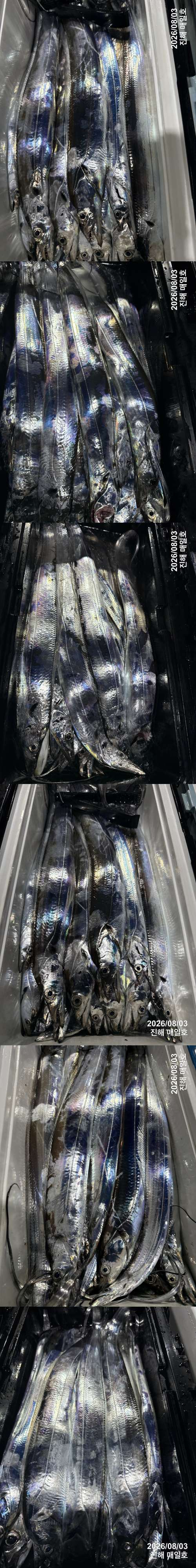 갈치4.jpg